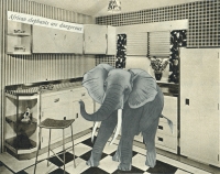 http://anaclarasoler.com.ar/files/gimgs/th-31_31_african-elephant-dangerous.jpg